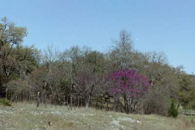 TEXAS SIGHT SEEING TOUCH OF COLOR.JPG